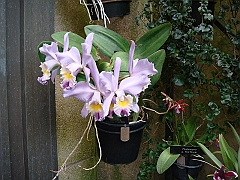 373 Longwood Gardens [2008 August 23]